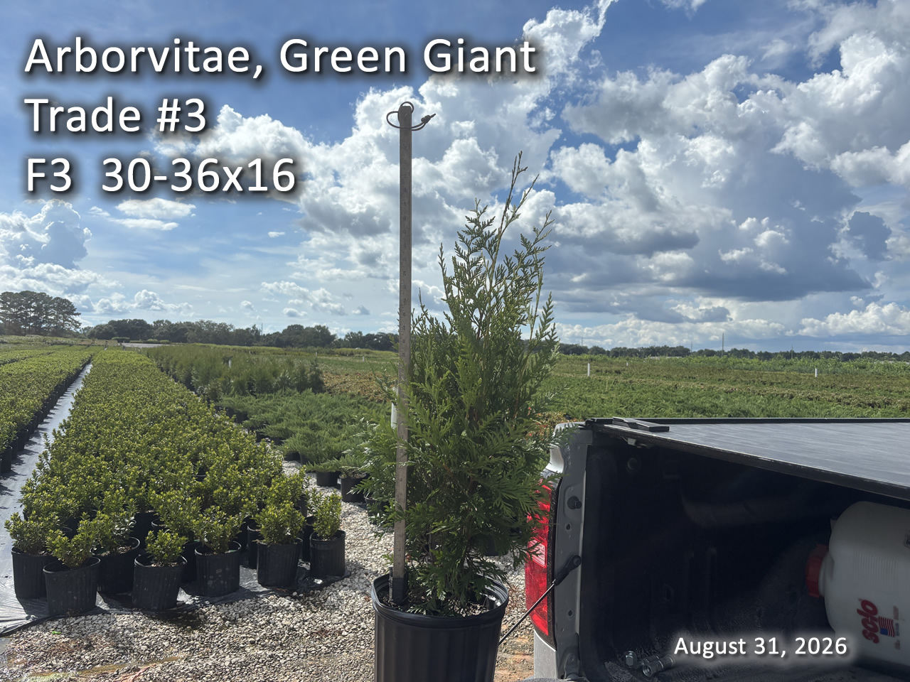 gallery/avgg3t f3 aug31.jpg